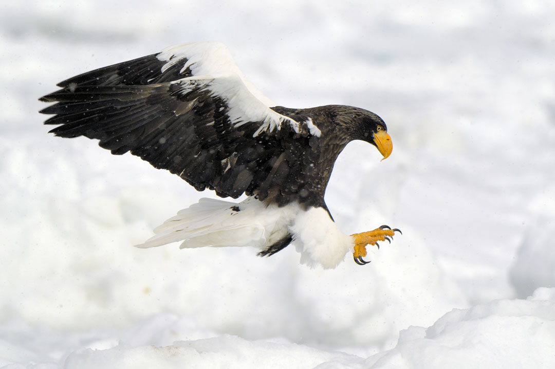 Japan - Steller's Sea Eagle