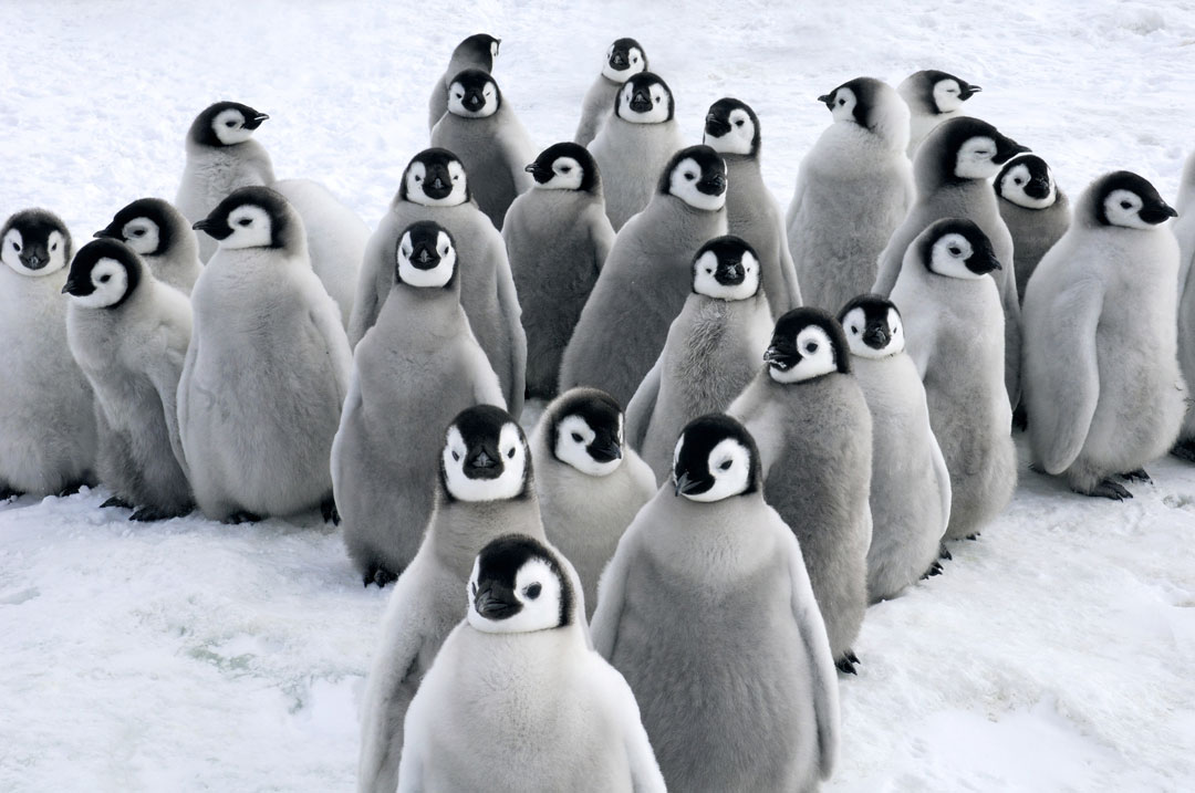 Snow Hill Island - Emperor Penguins