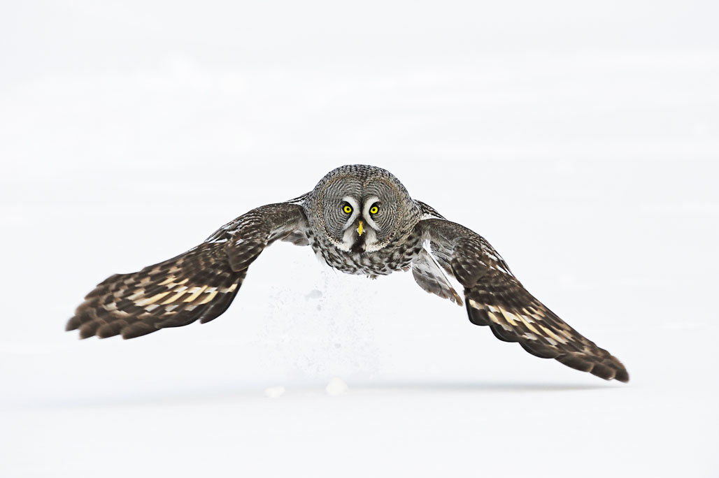 Finland - Great Grey Owl