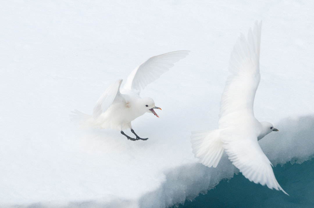 Spitsbergen - Ivory Gull