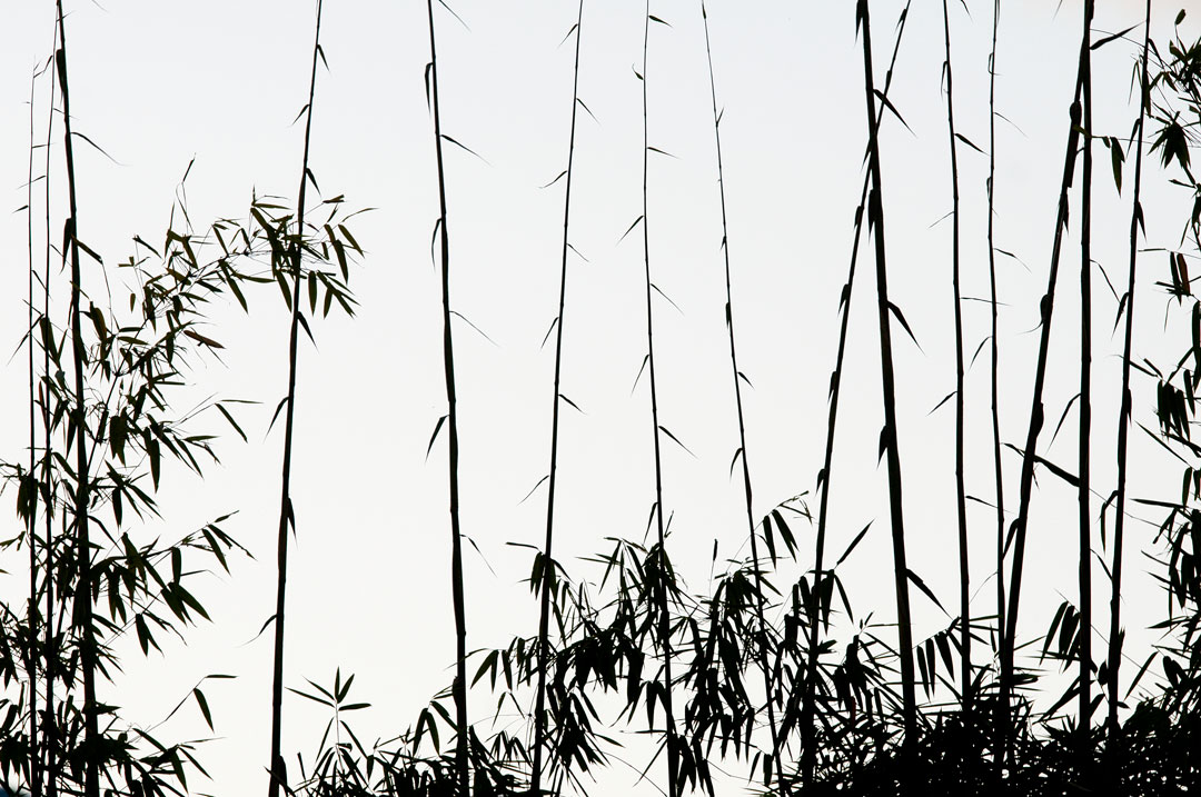 China - Bamboo