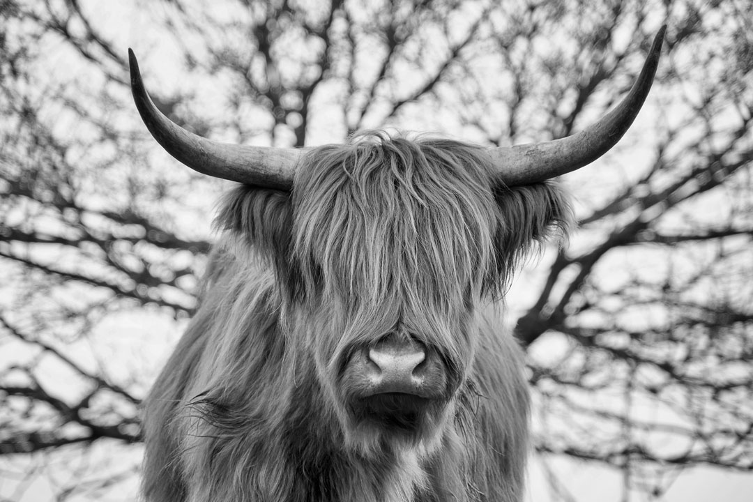Netherlands - Highland Cow