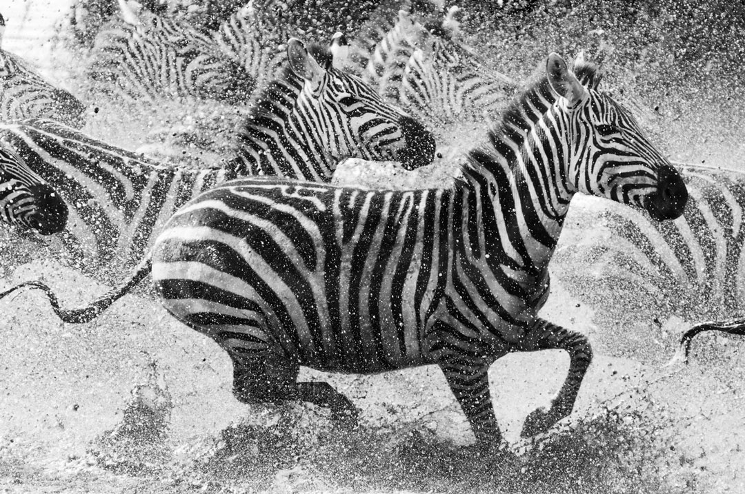 Tanzania - Zebras
