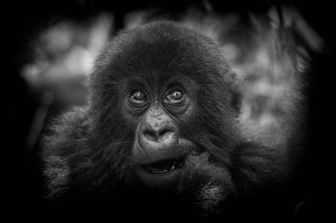Rwanda - Mountain Gorilla