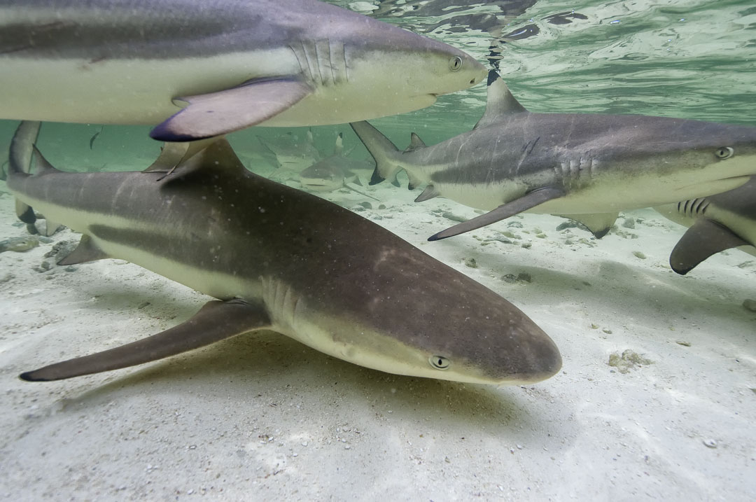 Aldabra - Blacktip Reef Sharks