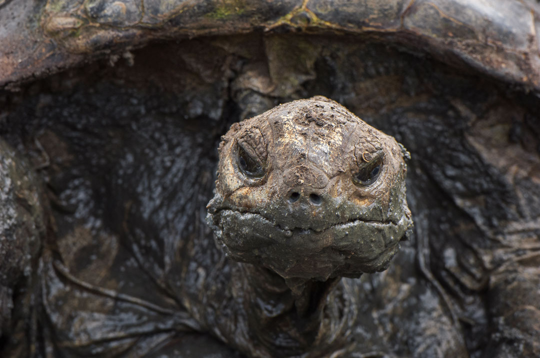 Aldabra - Giant Tortoise