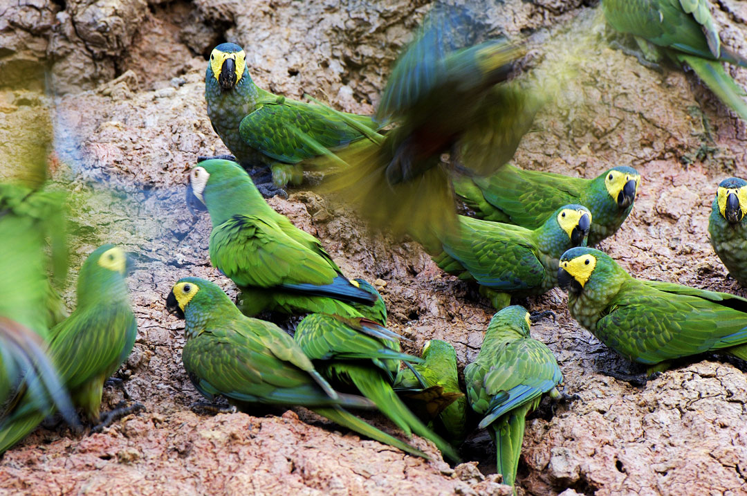 Peru - Parrots