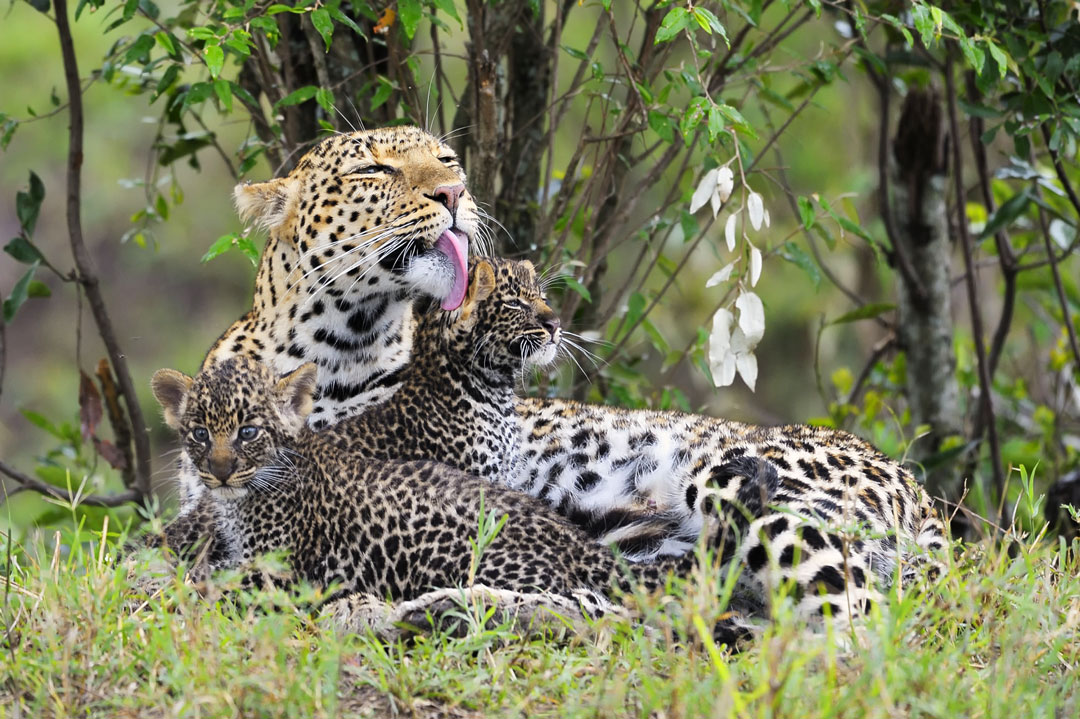 Kenya - Leopards