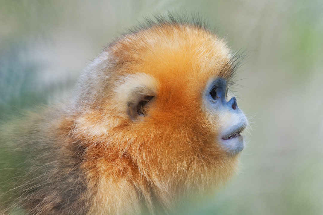 China - Golden snub-nosed monkey