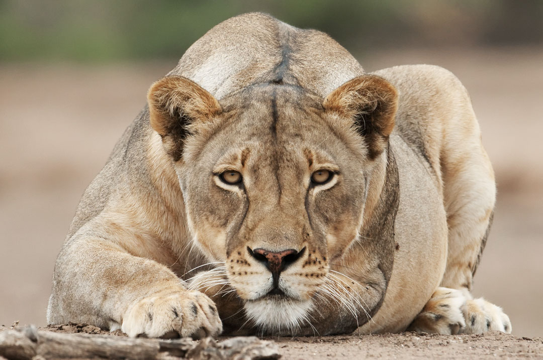 Botswana - Lion