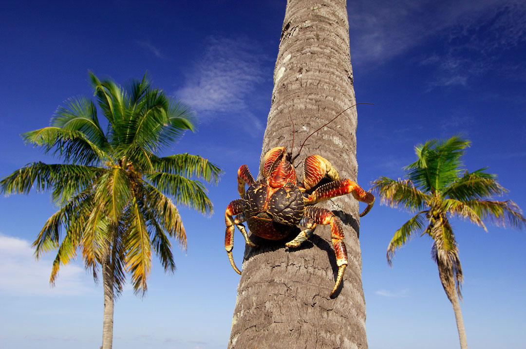 Aldabra - Coconut Crab
